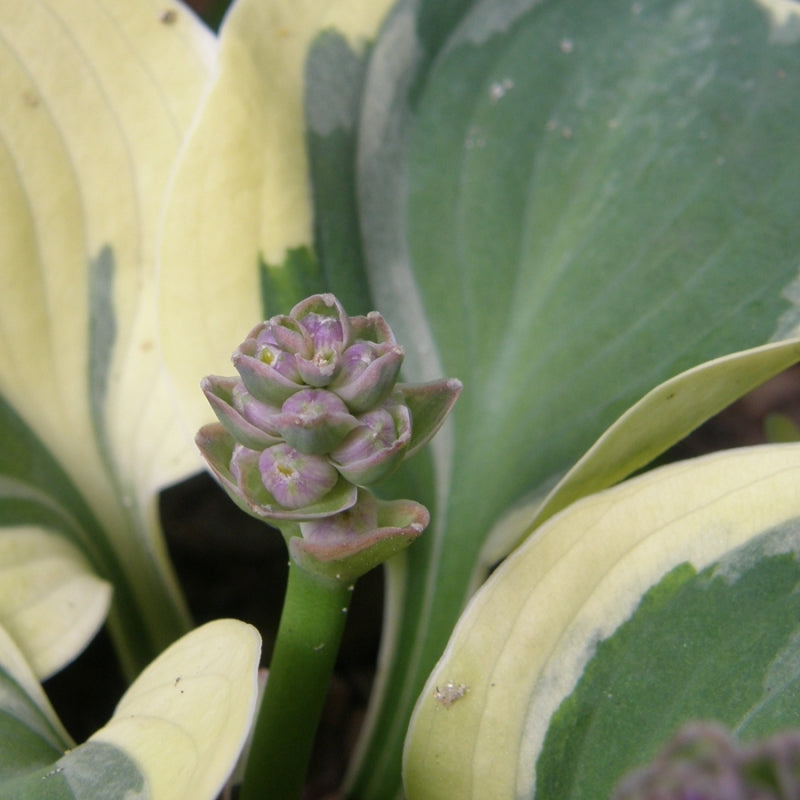 Lucky Mouse Hosta Plant