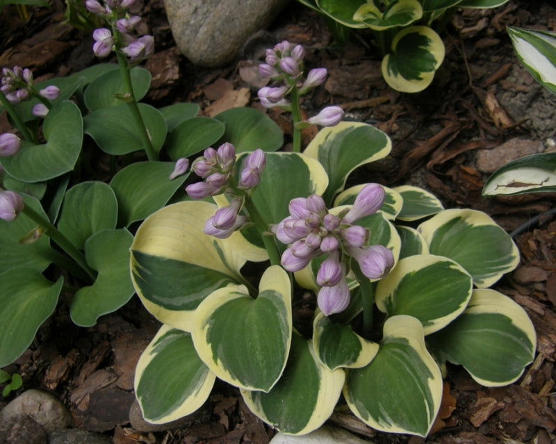 Lucky Mouse Hosta Plant