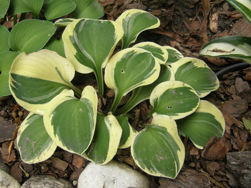 Lucky Mouse Hosta Plant