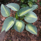 Touch of Class Hosta Plant
