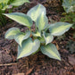 Touch of Class Hosta Plant