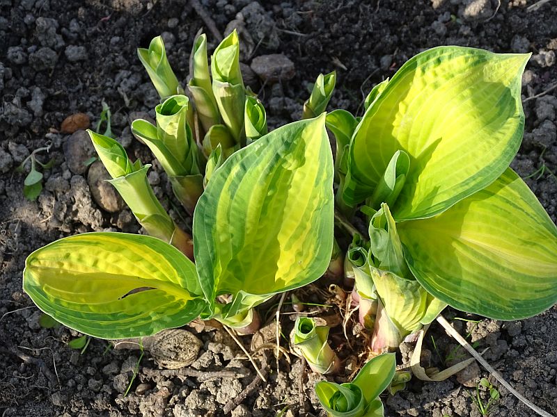 Orange Marmalade Hosta Plant