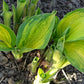 Orange Marmalade Hosta Plant