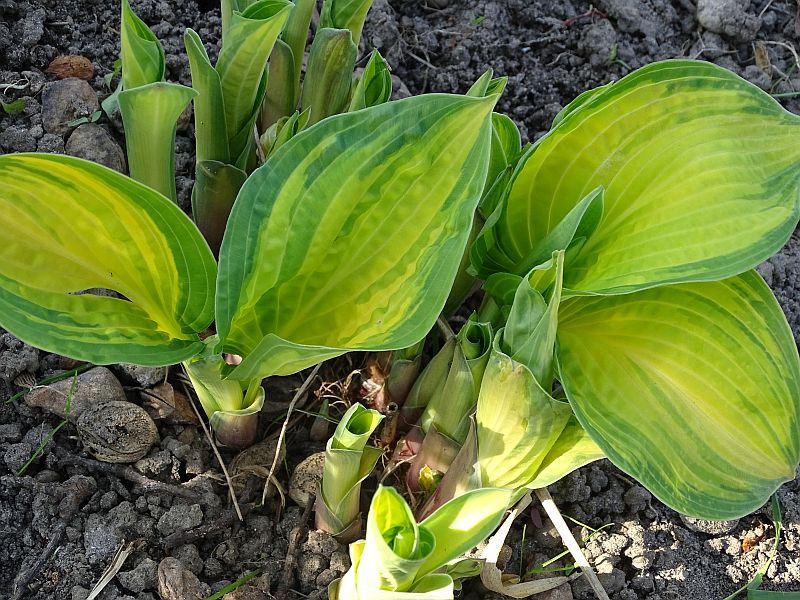 Orange Marmalade Hosta Plant