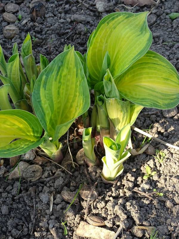 Orange Marmalade Hosta Plant