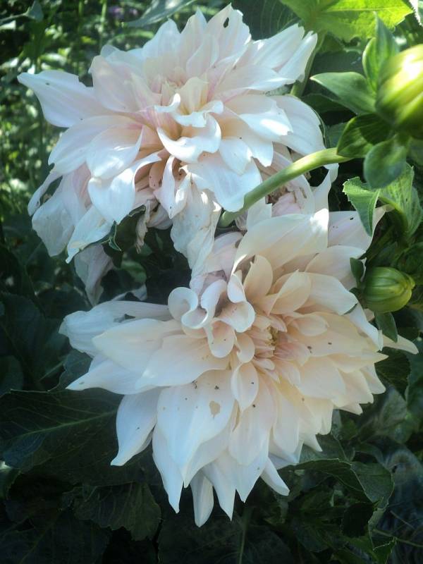 Café au Lait Dahlia