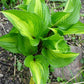 Raspberry Sundae Hosta Plant
