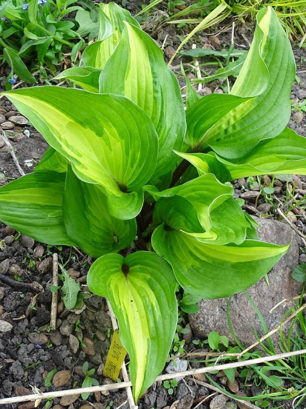 Raspberry Sundae Hosta Plant