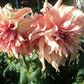 Penhill Watermelon Dahlia