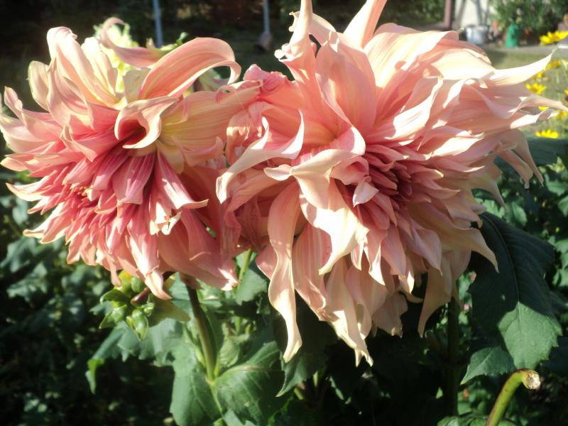Penhill Watermelon Dahlia