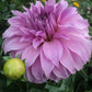 Vassio Meggos Dahlia