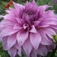 Vassio Meggos Dahlia