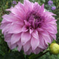 Vassio Meggos Dahlia