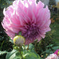 Vassio Meggos Dahlia
