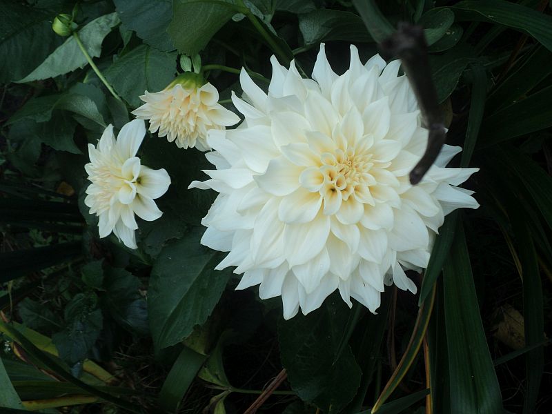 Café au Lait Dahlia