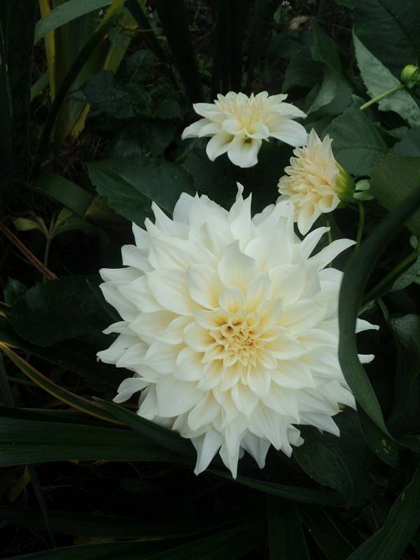 Café au Lait Dahlia