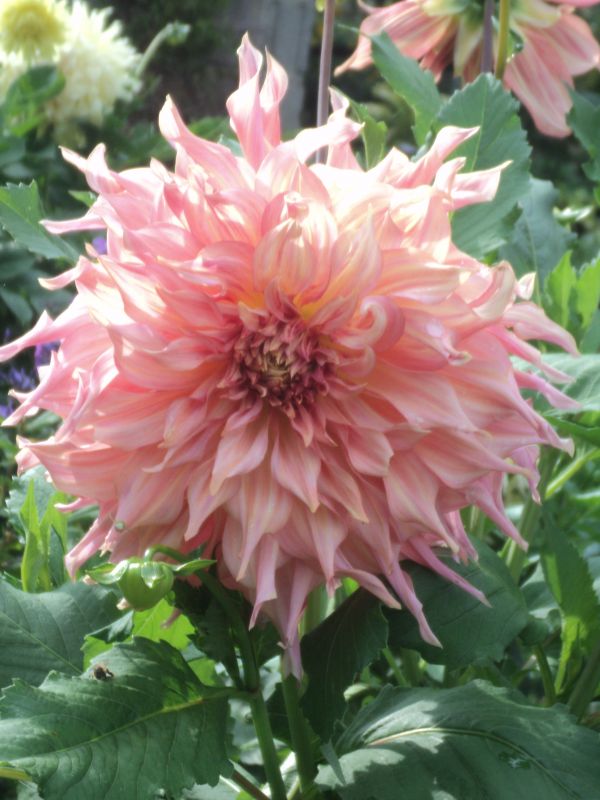 Penhill Watermelon Dahlia