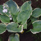 Pizzazz Hosta Plant