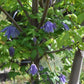 Macropetala Maidwell Hall Clematis Vine