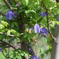 Macropetala Maidwell Hall Clematis Vine