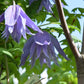 Macropetala Maidwell Hall Clematis Vine