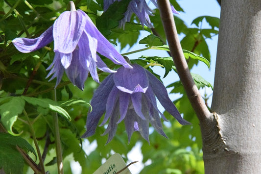 Macropetala Maidwell Hall Clematis Vine