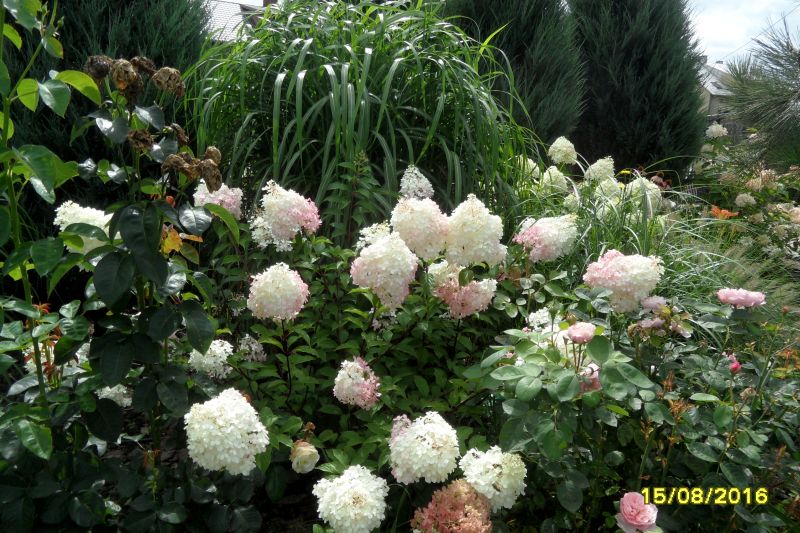 Hydrangea paniculata Renhy Vanille Fraise