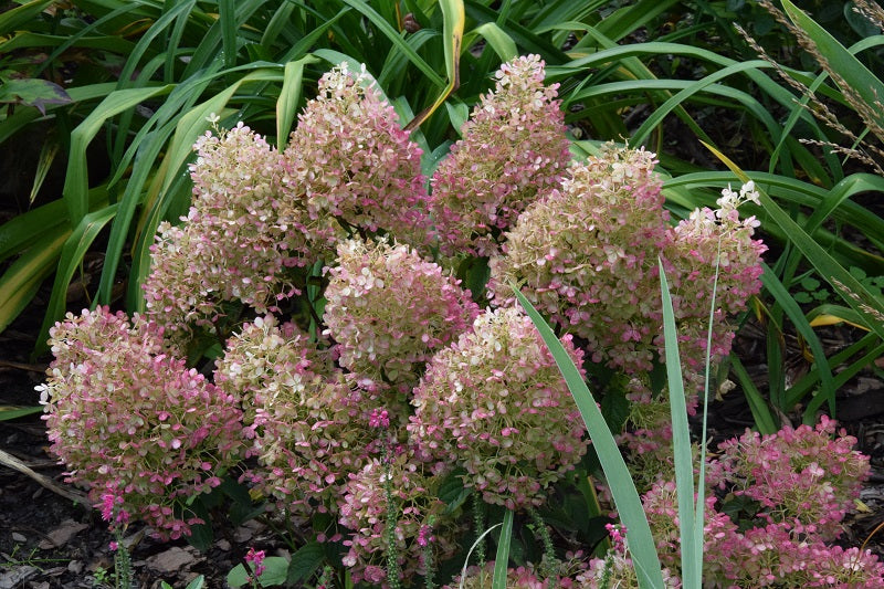 Hydrangea paniculata ILVOBO Bobo