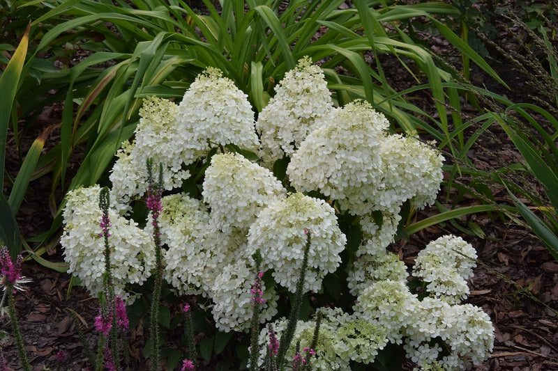 Hydrangea paniculata ILVOBO Bobo