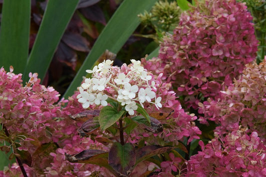 Hydrangea paniculata ILVOBO Bobo