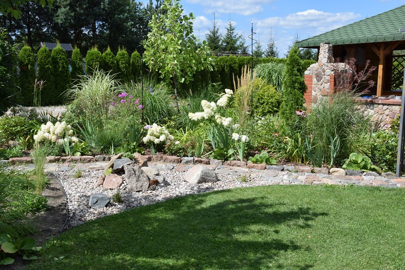 Hydrangea paniculata ILVOBO Bobo