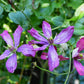 Sweet Summer Love Clematis