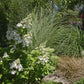Hydrangea paniculata DVPinky Pinky Winky