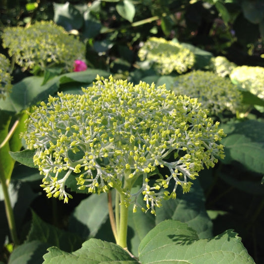 Hydrangea arborescens Annabelle