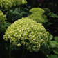 Hydrangea arborescens Annabelle