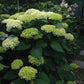 Hydrangea arborescens Annabelle