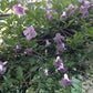 Viticella Betty Corning Clematis Vine