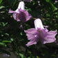 Viticella Betty Corning Clematis Vine