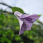 Viticella Betty Corning Clematis Vine