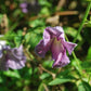 Viticella Betty Corning Clematis Vine