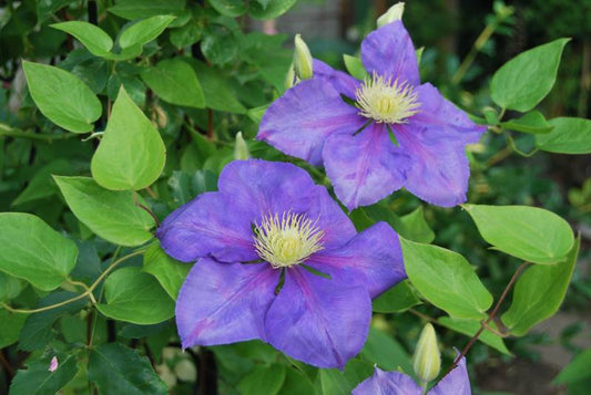 General Sikorski Clematis Vine