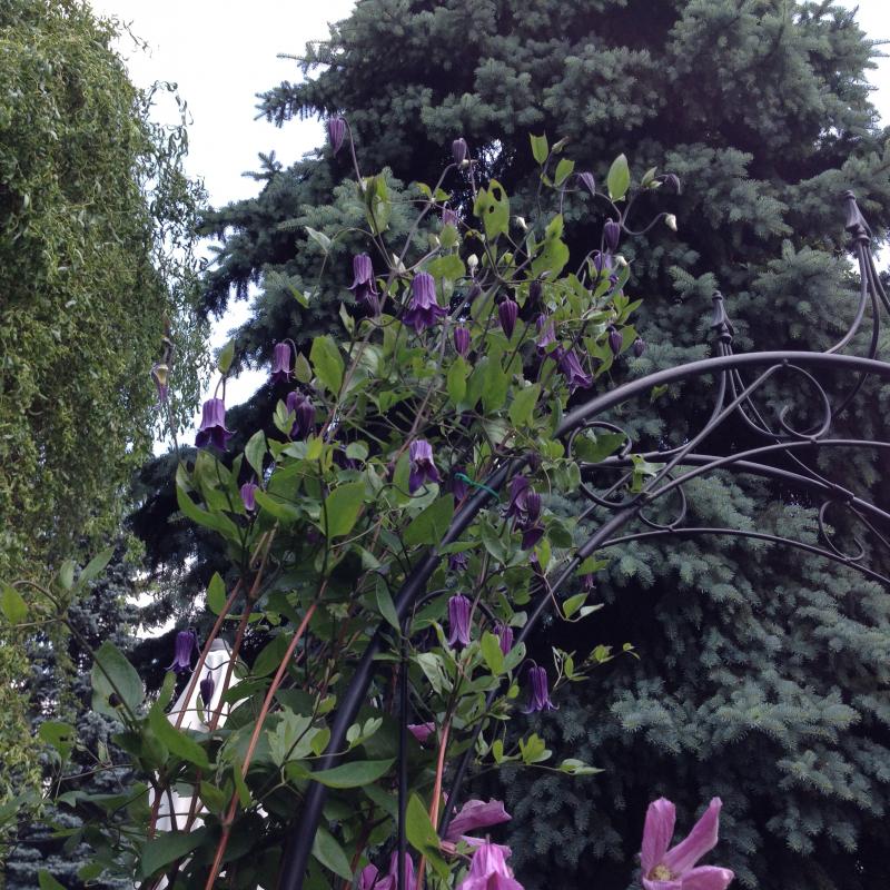 Integrifolia Rooguchi Clematis Vine