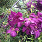 Jackmanii Clematis Vine