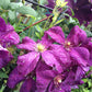 Jackmanii Clematis Vine