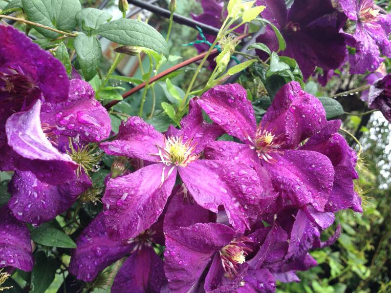 Jackmanii Clematis Vine