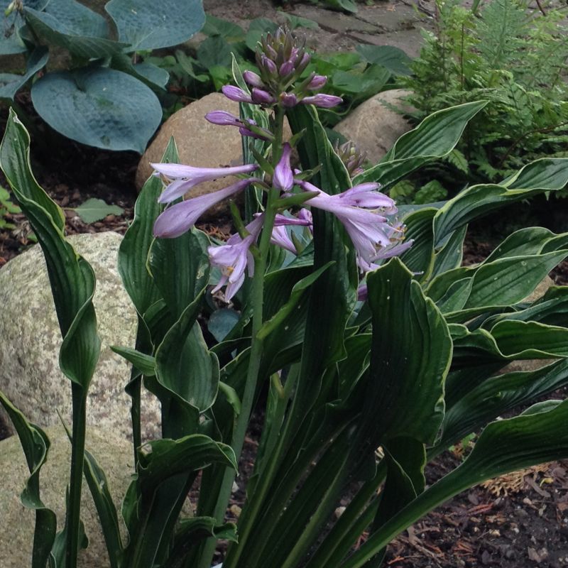 praying hands plant flower Praying Hands Hosta Plant – EVERGREEN