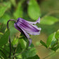 Integrifolia Rooguchi Clematis Vine