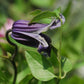 Integrifolia Rooguchi Clematis Vine