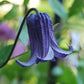Integrifolia Rooguchi Clematis Vine