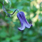Integrifolia Rooguchi Clematis Vine